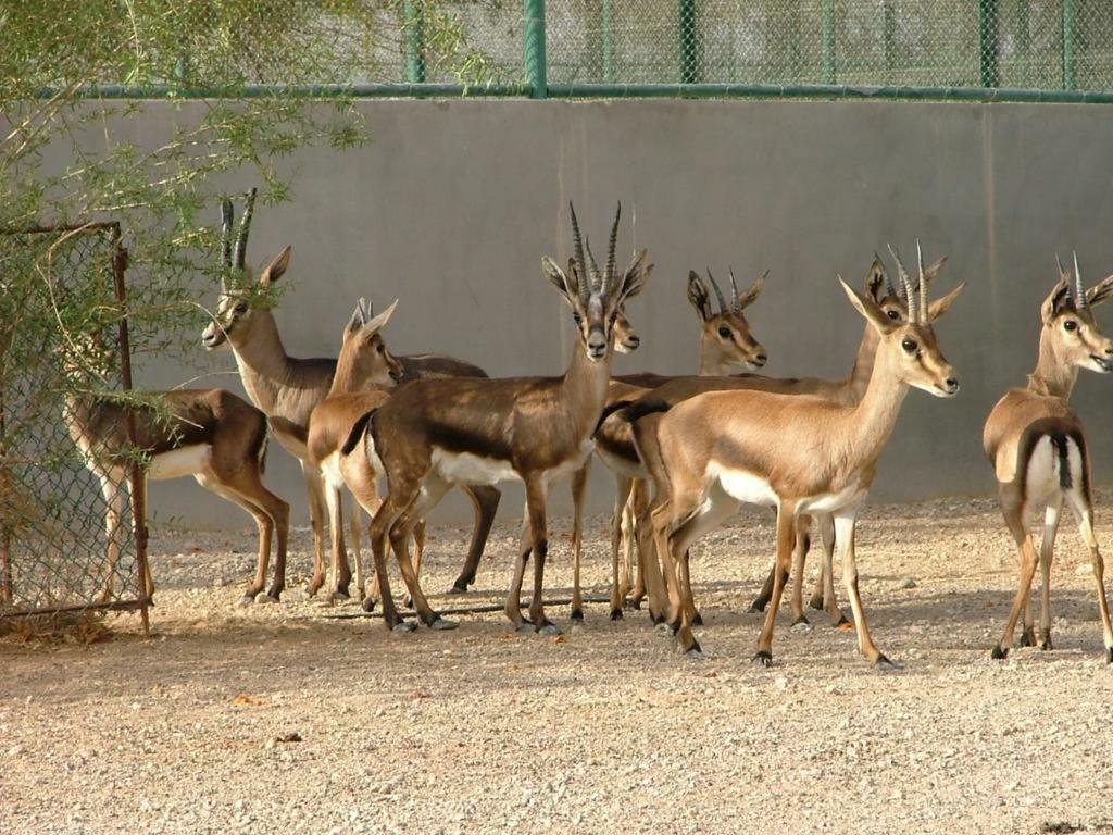 ホテル ディープ マハル ジャイサルメール エクステリア 写真